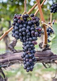 Cabernet Sauvignon grapes