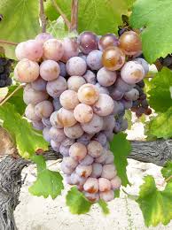 Mourvèdre grapes